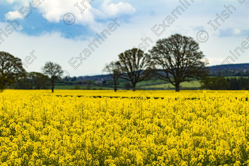 oilseed rape 
 Oil-seed Rape were in full blossom as I drove through Co. Kilkenny last week. Stopped for a quick photo when I saw this beautiful colourful yellow scene before my eyes.