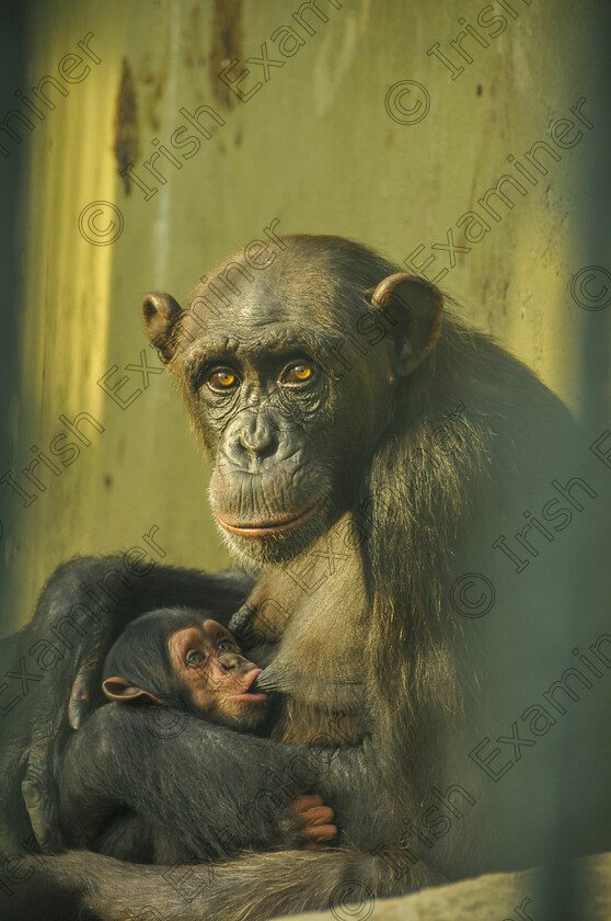 imageDT-4 
 I was working at the zoo as a zoologist in 2010 and watching animals, taking some notes. But my favorite visit was chimpanzees' enclosure. Gina - baby- was born 3 month before, she was breastfeeding her. Normally if people come to watch them, the mother hide her baby, you can not see easily . but I think she used to see me everyday, cause she didn't hide her baby when breastfeeding from me. A portrait of a mother chimp.