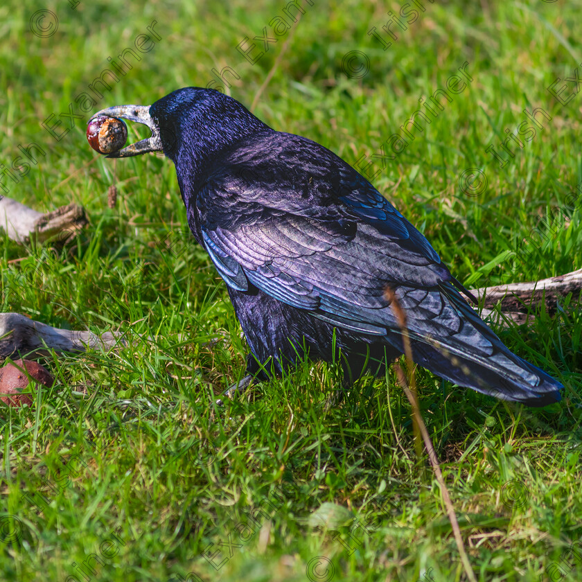 Conkers anyone-1138 
 "Conkers anyone" A blackbird/Rook/crow (not sure which) picks up a chestnut at Blennerville Tralee Co Kerry last week Oct 13th 2023.Photo by: Noel O Neill 
 Keywords: Chestnut, Conker, Crow, Rook