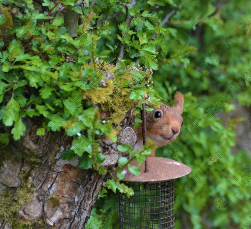 DSC 0550b 
 "I wonder is it safe?" One of two red squirrels in our garden in Rockchapel checking to see if the coast is clear. Picture: Sean McInerney.