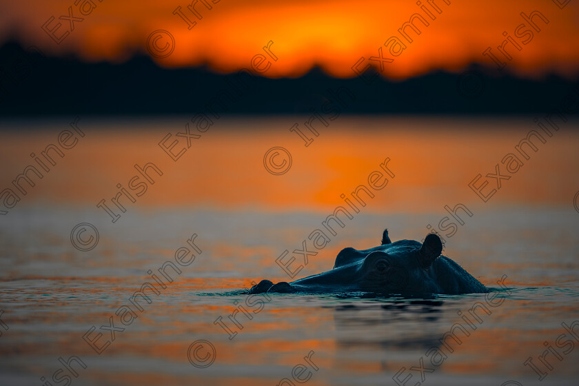 Hippo at Sunset 
 "Hippo at Sunset"....A hippo on the Chobe River, Botswana as the sun sets. Picture: Bryan Enright