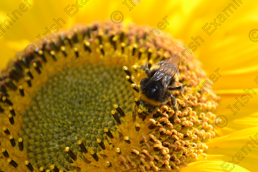 Pollen fest 
 A busy bee up to his nectar in a sunflower. Picture Dermot Hearne