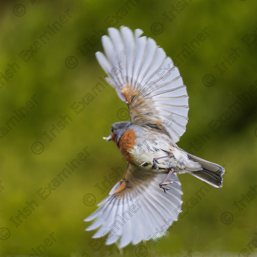 Robin in flight 
 Robin In Flight , taken in our garden in Maree Oranmore county Galway on May 12th. By Gerry Kavanagh