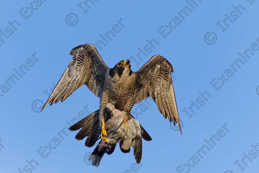 DSC07134 DxO 
 Resident Peregrine Falcon with prey taken at St. Colemans Cathedral,Cobh. Photo taken late summer 2024.