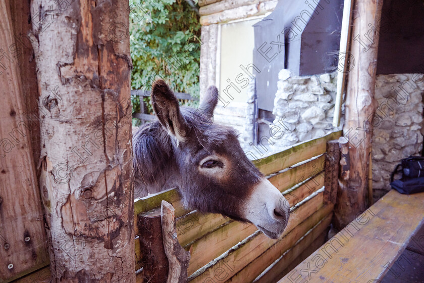 EmptyName 13 
 Hello ,can I come in ? Photo by Helen Maloney