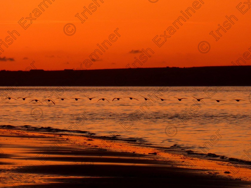 brent geese shannon sunset 
 Brent Geese going out the Mouth of the Shannon Estuary at Sunset. Picture taken from Beal Strand Co Kerry by Ita Hannon