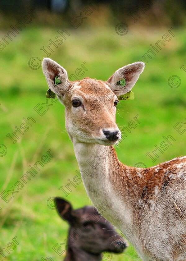 James Grandfield deer 
 Hello deer! A young deer in Dublin's Phoenix Park looks back at me as I watch them for a while.