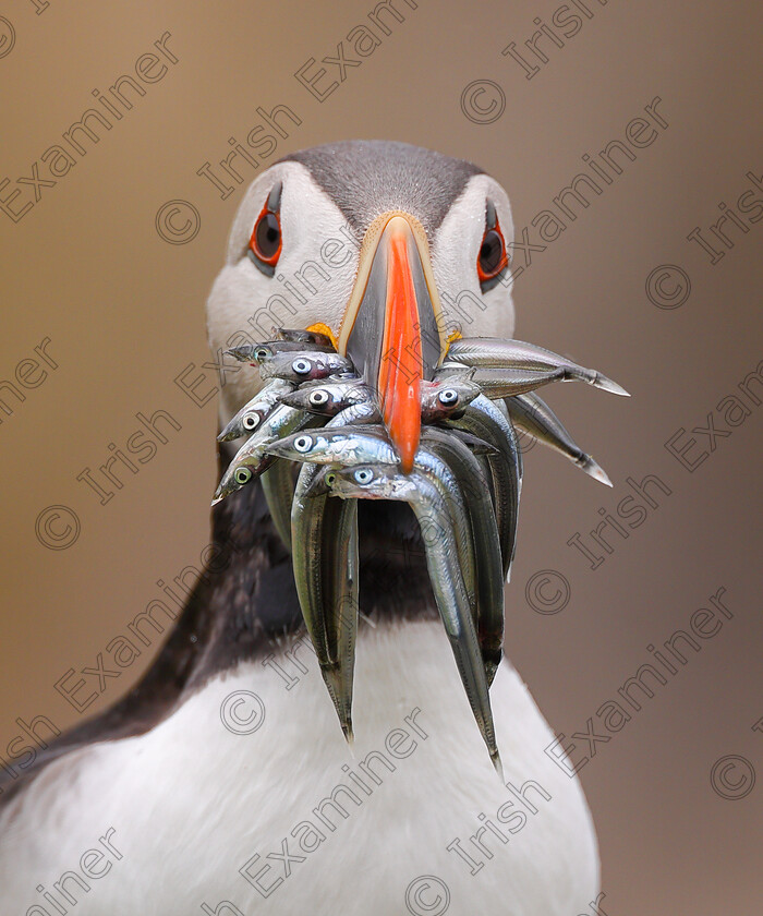 IMG 9183 
 Dinner is served!

Puffin photographed at Saltee Islands by Ashok Appu.