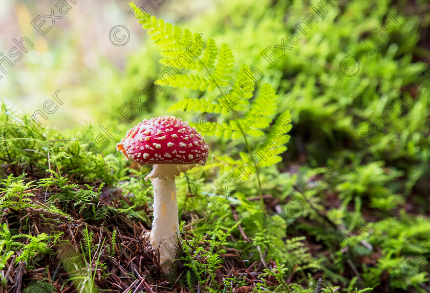 Into the fairy woods by Deirdre Casolani 
 The fly agaric finally found them in Forest Glen, Fermoy Co Cork . It only took me 4 years to find them 
Picture by Deirdre Casolani