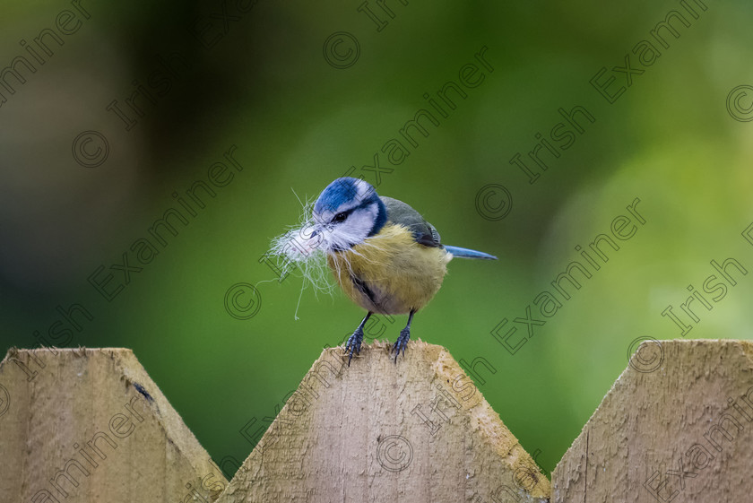 803 3937-Chris Martin 
 A busy blue tit collecting material to feather the nest. 
 Keywords: Nikon, bird, birdlife, cork, ireland, nestbuilding, telephoto, wildlife