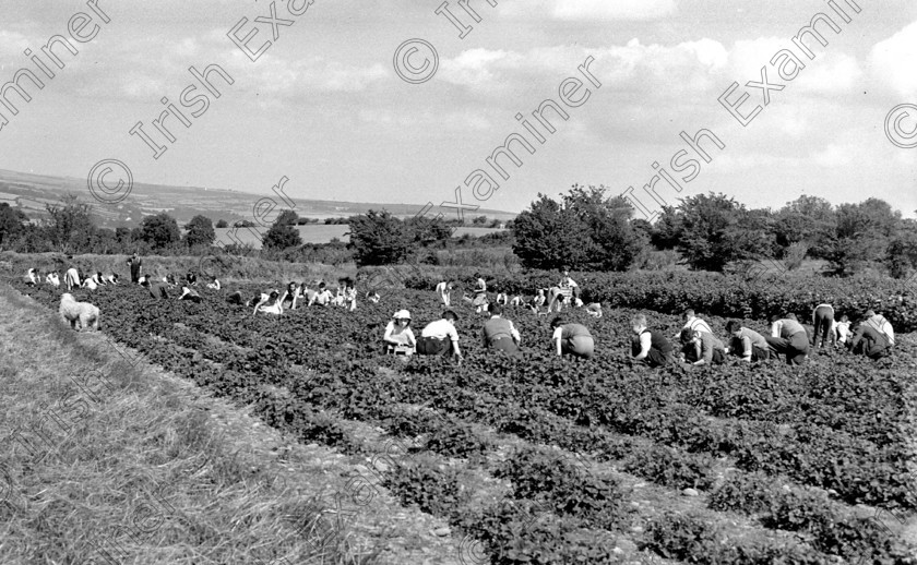 782200 
 Fruit pickers at Rathcooney fruit farm, Co. Cork 01/07/1956 Ref. 40J