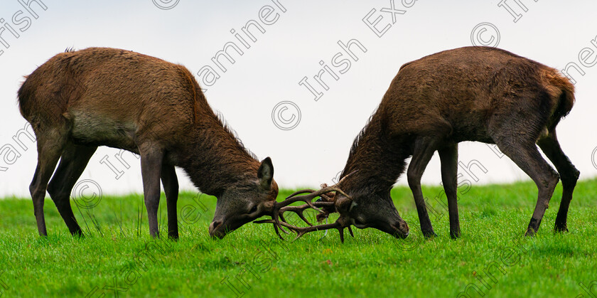 DSC 7691 
 Two young stags during rutting season at Killarney National Park.