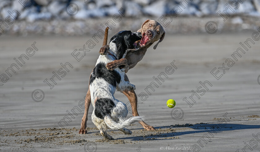 DSC3949-Enhanced-SR 
 Canine ball games can be ferocious. Francesco the Weimaraner and Luca the Springer Spaniel dogs in a tussle for a ball on Ballynamona Beach in East Cork. Photo: Mark Leo