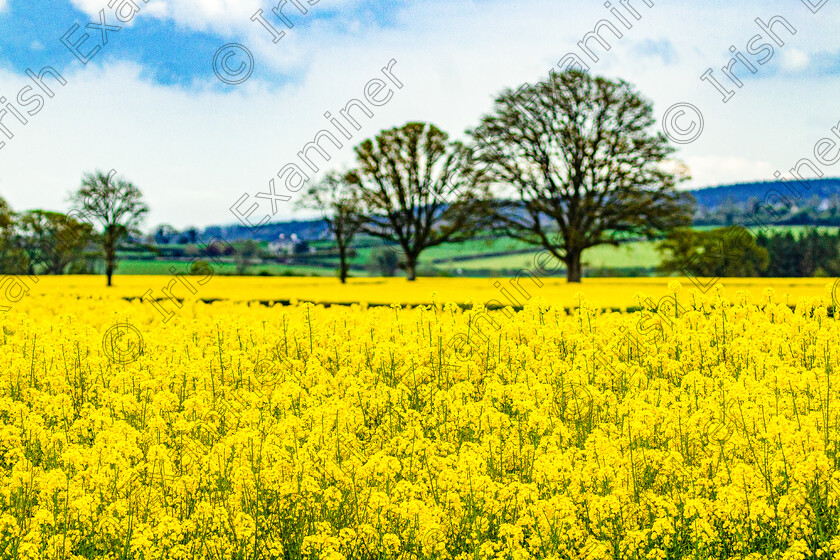 rs 2 
 Driving through Co. Kilkenny last week I came across this beautiful colourful yellow scene ...... a large field of oil-seed rape in full blossom. Just had to do a quick stop to capture the moment.