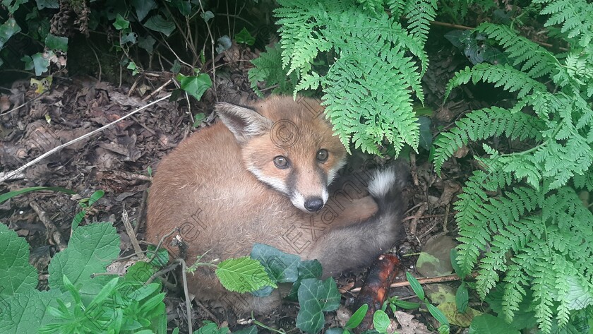 20220522 110105 
 A little fox cub I found while out cycling near Newcestown. He was by the side of the road and I was afraid that he would be killed. So I went home for some strong gloves (and a sausage) and I lifted him back to the safety of the field.