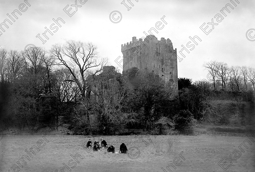 castlebwhires 
 For 'READY FOR TARK'
Picking shamrock in the grounds of Blarney castle 03/03/1938 Ref. 285C Old black and white st. patrick's day tourism