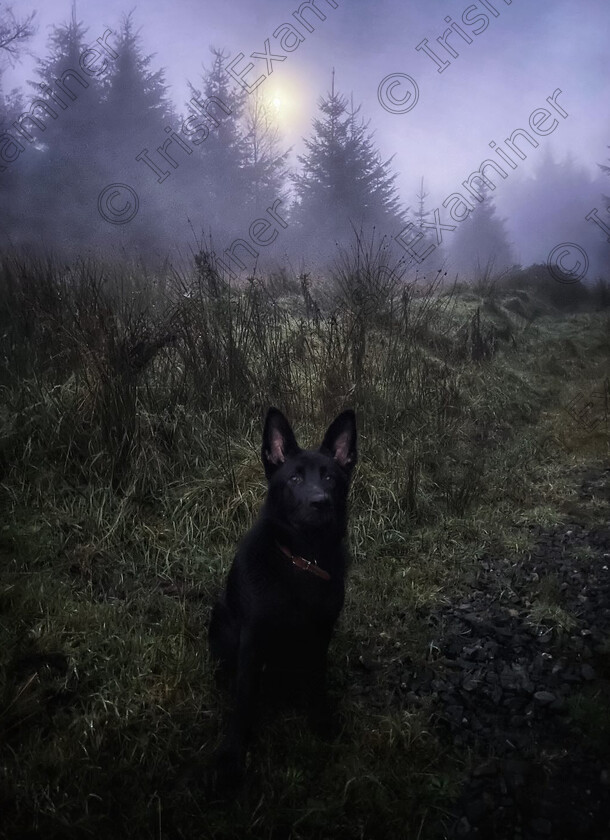 IMG 0173 
 7 month old German Shepherd puppy 'Shadow' enjoying taking a break from his walk in the moonlit, foggy ambience at Combaun Woods, Anglesboro, Co. Limerick, Ireland. Picture: Fionnuala Barry