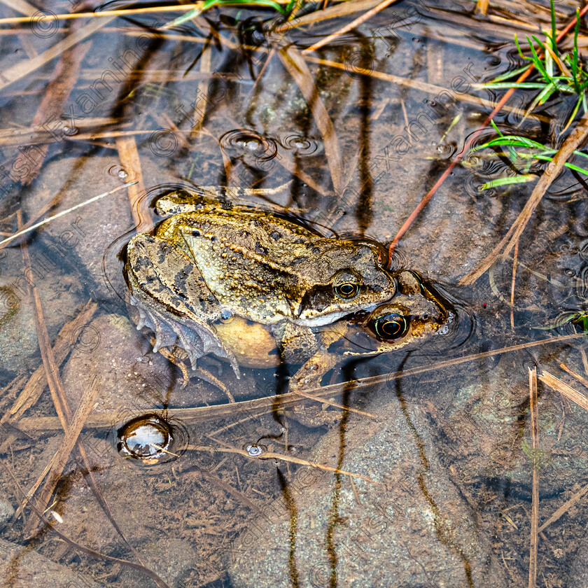 Frogs-3613 
 Anybody for a piggy back?? 
2 frogs at Com an Lochaigh west of Dingle Co Kerry on Sunday Feb 4th 2024.Photo by: Noel O Neill 
 Keywords: Com Beag, DHC, Foxy Johns, frogs, valley