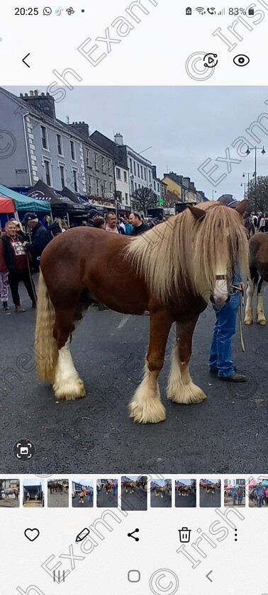 Screenshot 20241205-202549 Gallery 
 "Bad hair day".First of November Fair Day,Castleisland.