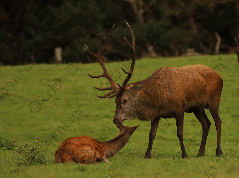 F1B9A52E-2891-44FC-B03F-175A1C50F699 
 Touching moment taken at Killarney National Park. Picture: Catherine Duggan