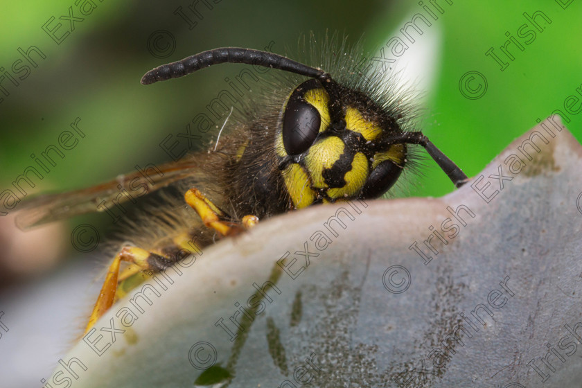 wasp 
 Hello there! (Vespula vulgaris - Common Wasp) - Patrick James