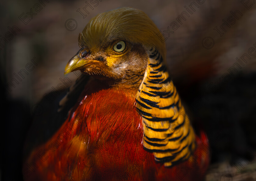 The Golden Pheasant 
 The Golden Pheasant....Photo taken at Wild Ireland. Picture: Bryan Enright