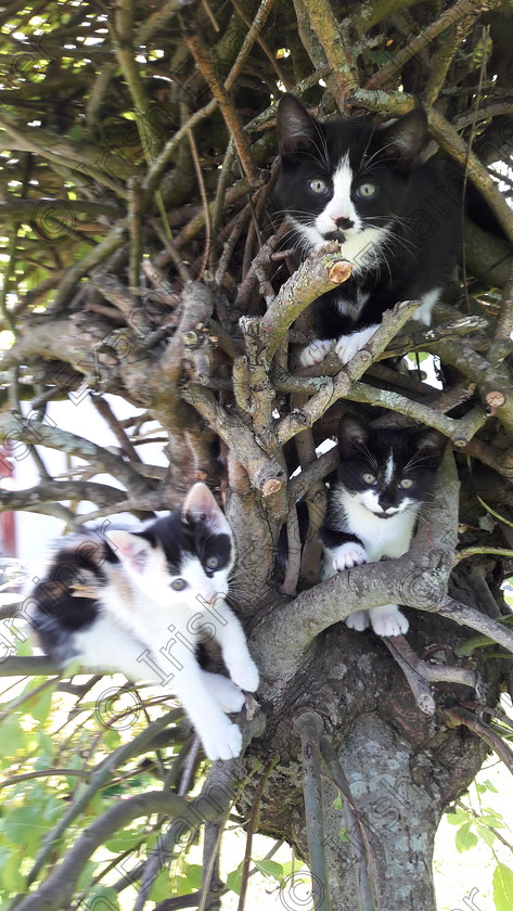 20170712 104454 
 Three little kittens playing in a tree.