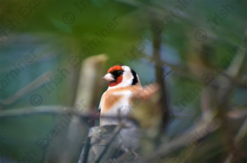 DSC 6360 
 A goldfinch on the alert near the birdfeeders in our garden in Rockchapel, Co. Cork. Picture: Sean McInerney,