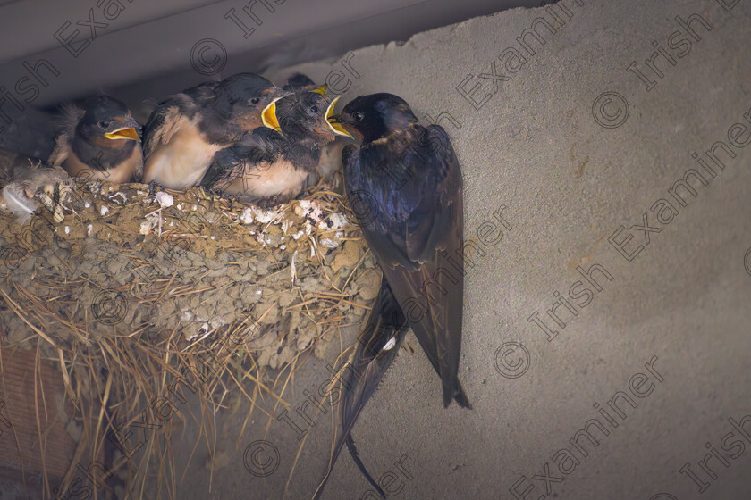 Hard to Swallow 
 "Hard to Swallow".....A dedicated Swallow feeds her demanding chicks. Picture: Bryan Enright.