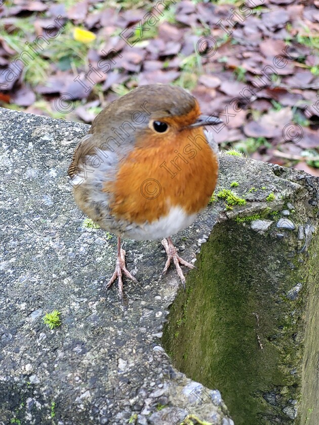 inbound7792713084351401810 
 Little robin feeling the cold in Woodlawn Forest Ballinasloe Co.Galway 
Philomena Coen Madden