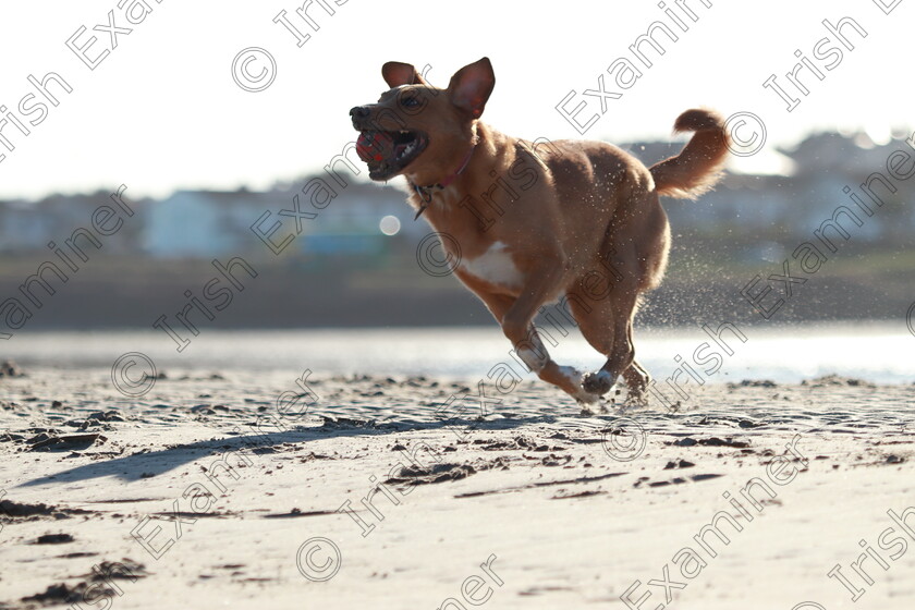 freyja 
 Happy Beach Day With Freyja
Taken By Janette Kelly
At Malahide Co Dublin 6th February 2025