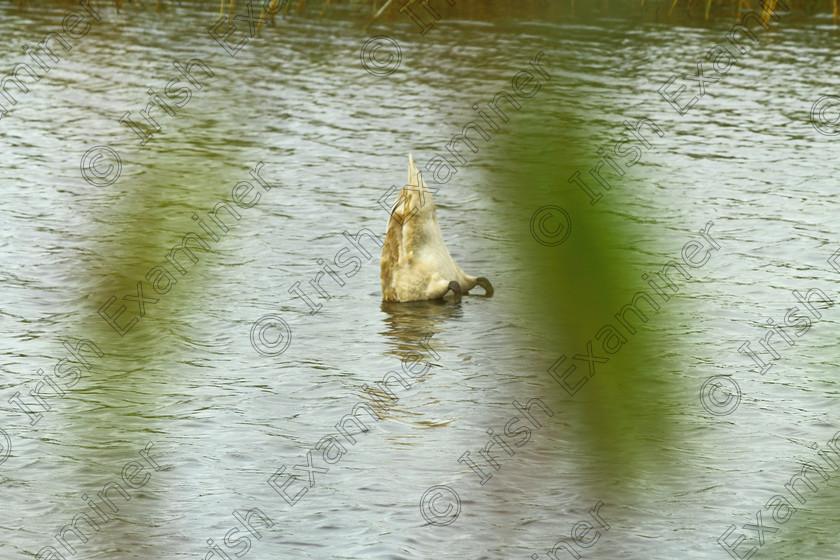 dip swan 
 "Dipping for Dinner" - I captured this photo of a young swan by the canal in Tralee this week as he "dipped for dinner"