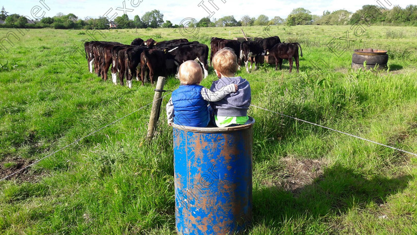 IMG-20170527-WA0025 
 Jack (2) and Ted (1) watch on as calves are fed, Castlemagner, Co Cork. Picture: Pat Gayer