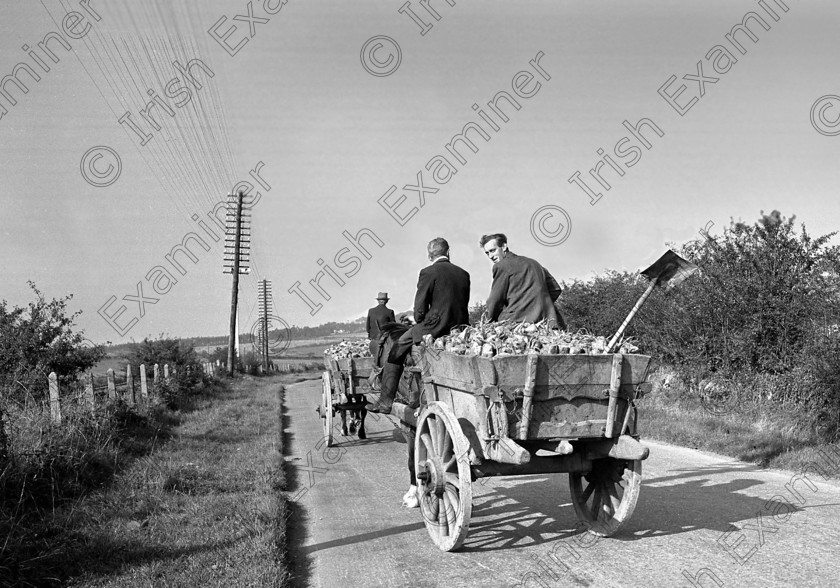 1251964 
 Delivering sugar beet to Mallow Beet Factory 01/10/1953 Ref. 272G