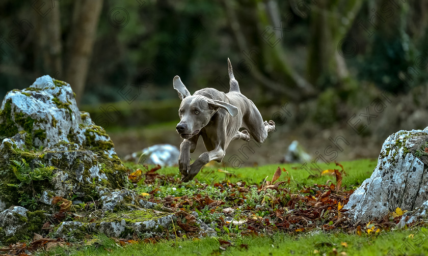 DSC3562 
 Francesco the Weimaraner dog sniffing out the scents in Castlemartyr forest park, East Cork. Photo: Mark Leo