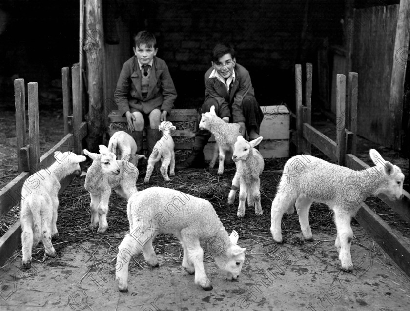 768947 
 Lambs born on the farm of Mr. Bowen, Ballygarvan, Cork. 13/03/1956 Ref. 803H