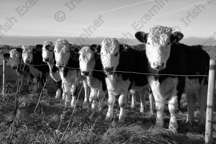 IMG 3669 
 "The Magnificent 7" ....... lined up for me for a group photo. Derrymore, Dingle peninsula. 24th Nov.