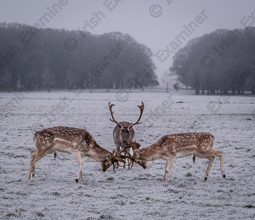 IMG 7607 
 Refereeing the rut; crouch, touch, pause, engage! - young bucks settling a row in Phoenix Park, Dublin, January 2025. Photo: Stephen Murtagh