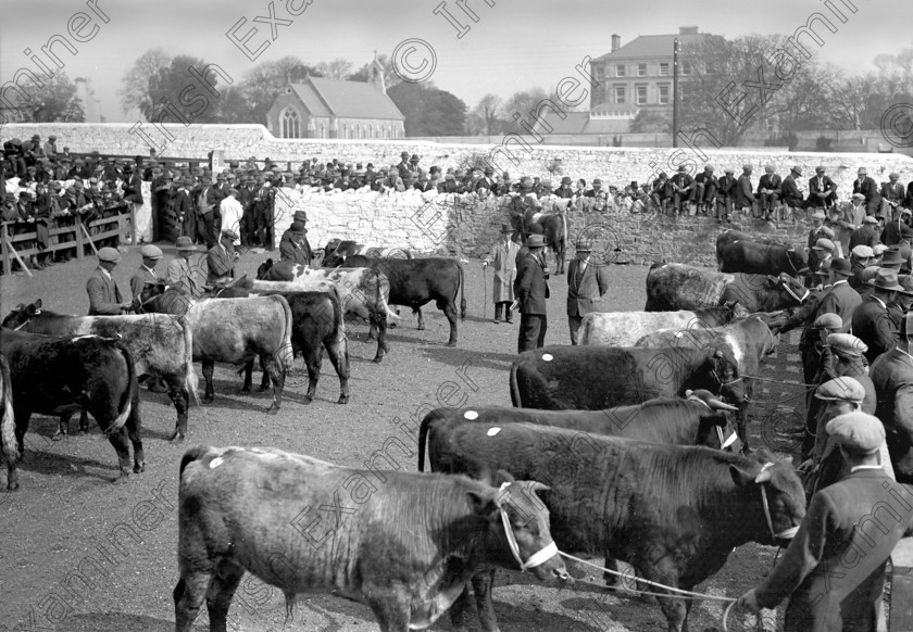 835669 
 Limerick Bull Show 03/05/1930 Ref. 500A