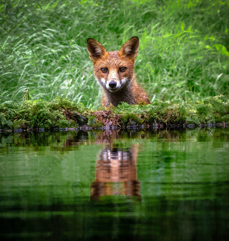 inbound2039604393996642283 
 Photo of a fox with his reflection taken in Ballyfin Laois recently