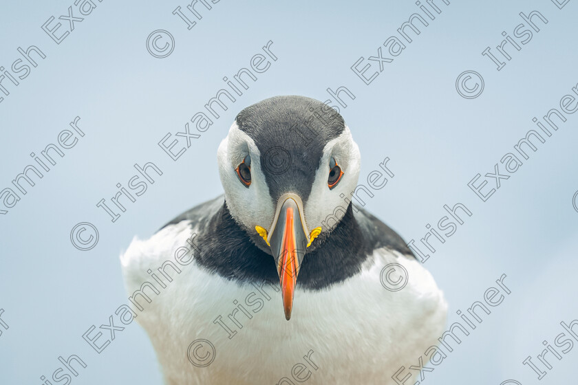 Puffin Power 
 "Puffin Power"..... A Puffin holds its gaze on the Saltee Islands, Co. Wexford. Picture: Bryan Enright