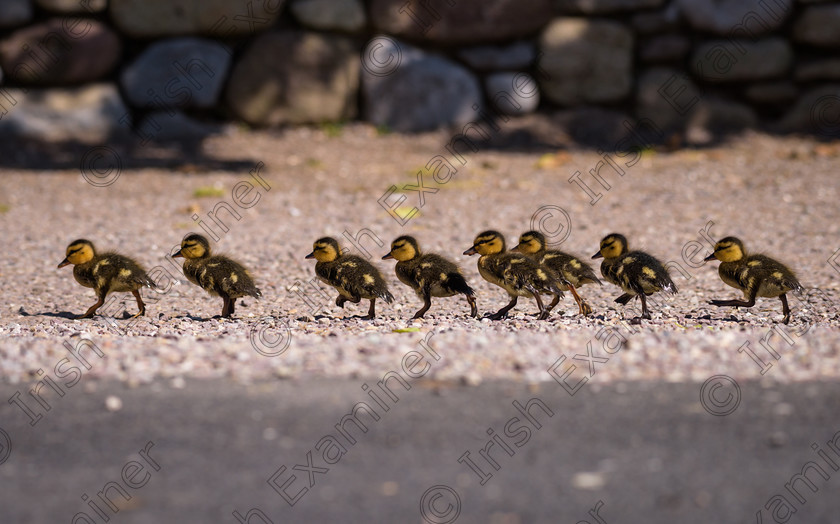 8025467 
 Getting all your ducks in a row at Fota Wildlife Park. 
 Keywords: Nikon, bird, birdlife, cork, ireland, nature, telephoto, wildlife