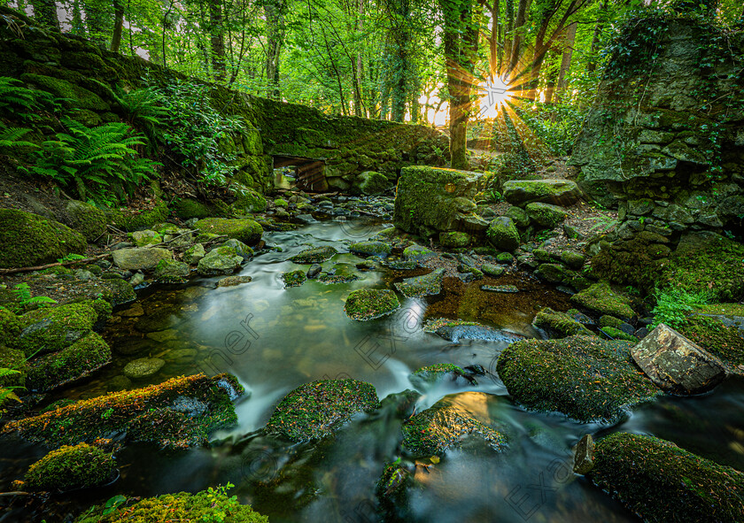 P1002854 
 Sunrise in Massy's Woods, Rathfarnham, Dublin