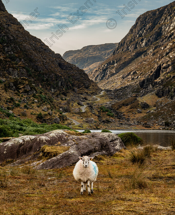 P1081538 
 Gaaa-aap of Dunloe - standing watch at the Gap of Dunloe, Kerry, February 2025. Picture by Stephen Murtagh