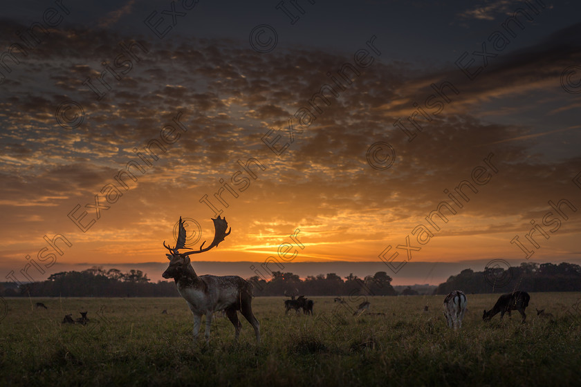 AlanCurrie PhoenixParkDeer 
 A stunning autumn sunset provides the backdrop for this capture of the deer in Dublin's Phoenix Park.