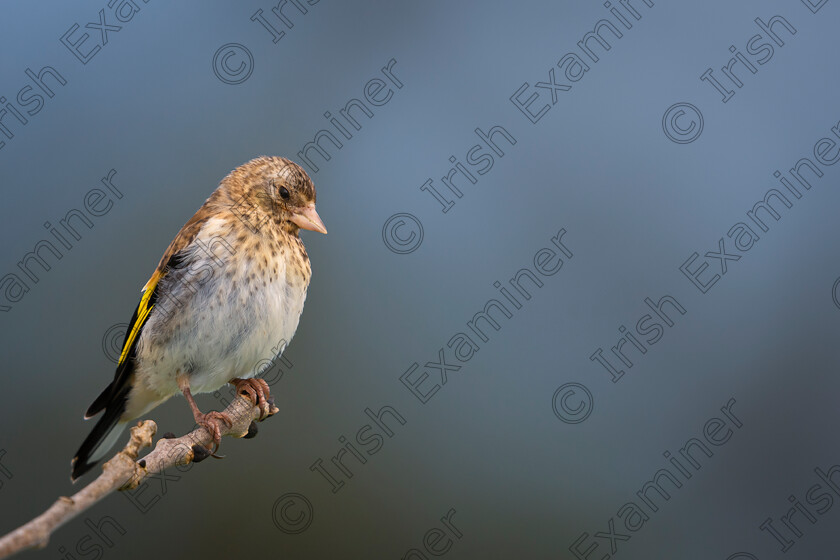 Juvenile Goldfinch Contemplating its Life 
 Juvenile Goldfinch Contemplating its Life. Picture: Bryan Enright