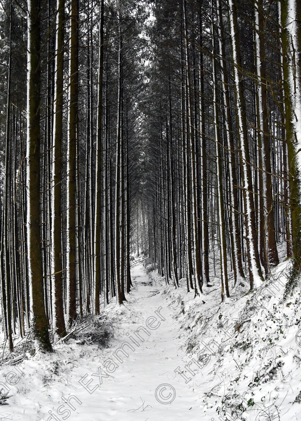 DSC 9570 
 A beautiful walk through the woods during the recent snow fall