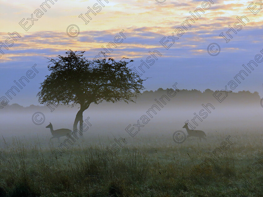 IMG 2382 
 'Sunrise in Phoenix Park,'
young deer running in the mist at sunrise ..
Picture: Joan McKenna