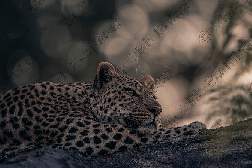 Lazy Leopard 
 "Lazy Leopard"....A Leopard relaxes in the shade from the heat in the Okavango Delta, Botswana. Picture: Bryan Enright