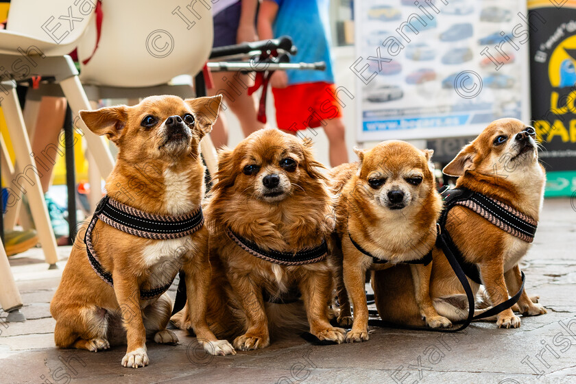 Chihuahua Family-9301 
 A family of Chihuahuas posing for my camera recently. The mother,father and 2 pups 
 Keywords: Chihuahuas, El Medano, Tenerife